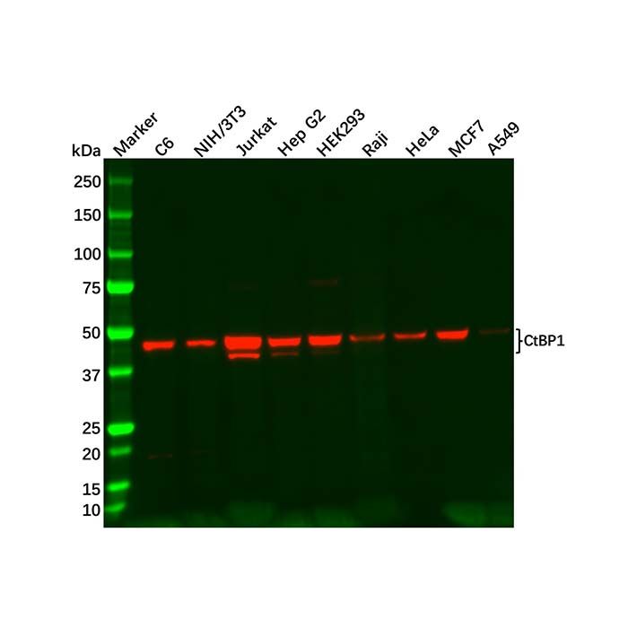 Recombinant CtBP1 Antibody