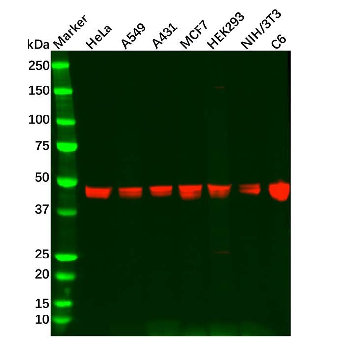 Recombinant CTBP2 Antibody