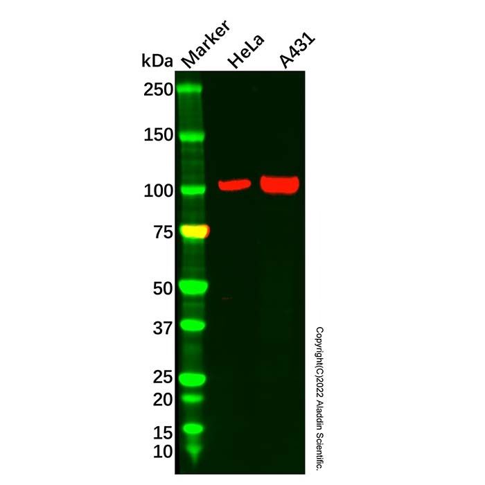 CTNNA1 Antibody