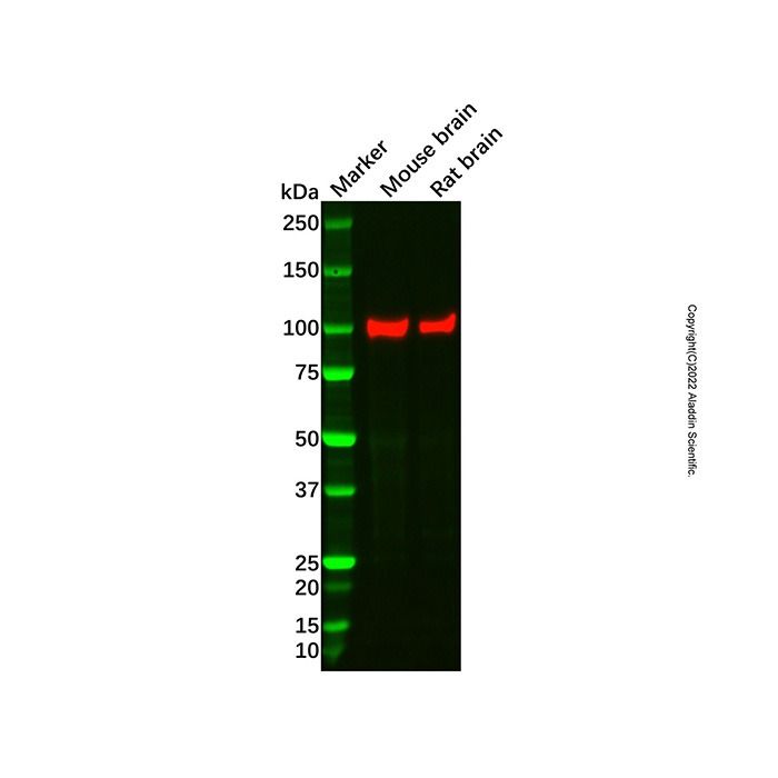 Recombinant CTNNA2 Antibody