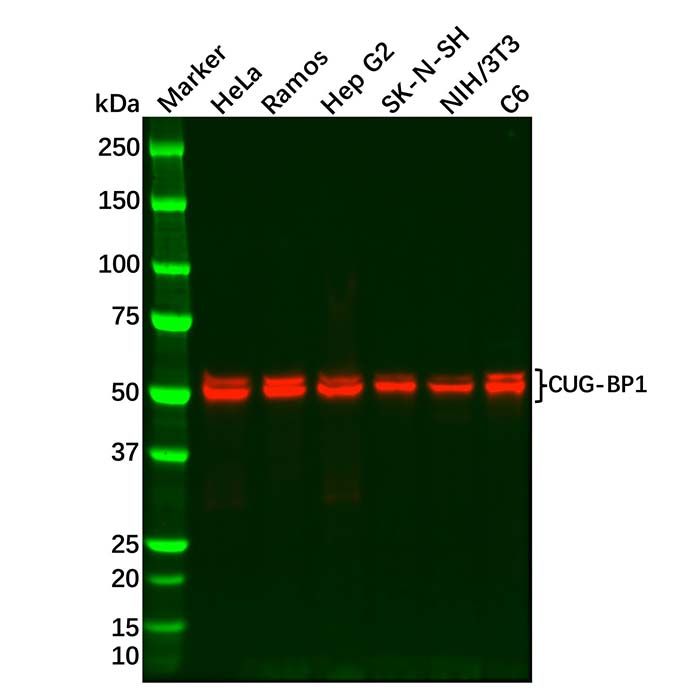 Recombinant CUG-BP1 Antibody