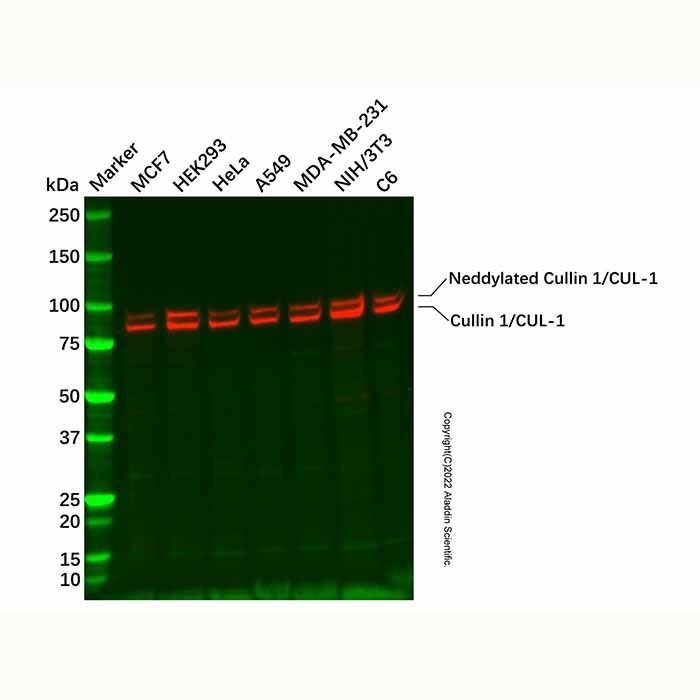 Recombinant Cullin 1/CUL-1 Antibody