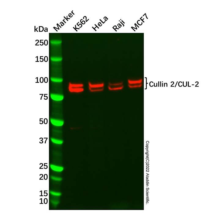 Recombinant Cullin 2/CUL-2 Antibody