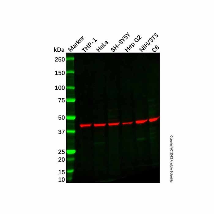 CX3CR1 Antibody