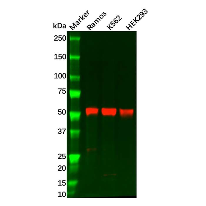 Cyclin B1 Antibody