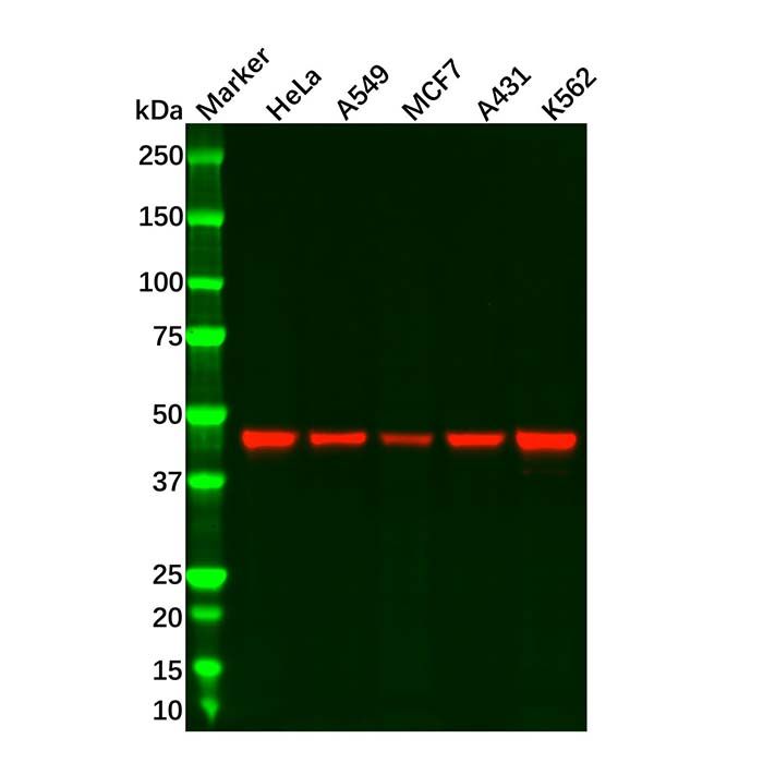 Recombinant Cyclin B2/CCNB2 Antibody