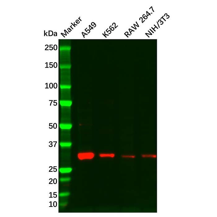 Cyclin D3/CCND3 Antibody