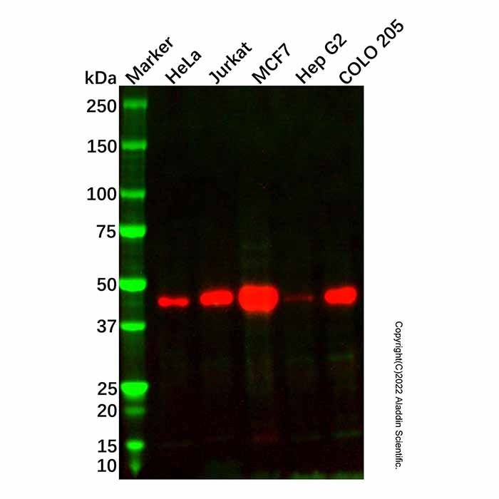 Recombinant Cyclin E2 Antibody