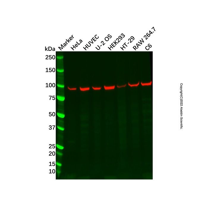 Cyclin F Antibody