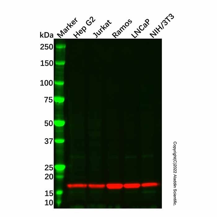 Recombinant Cyclophilin A Antibody