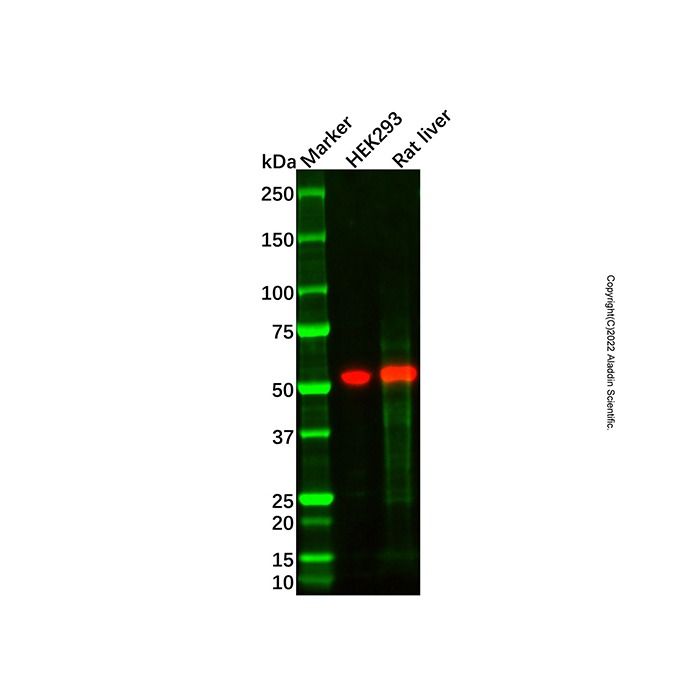 Recombinant CYP26A1 Antibody