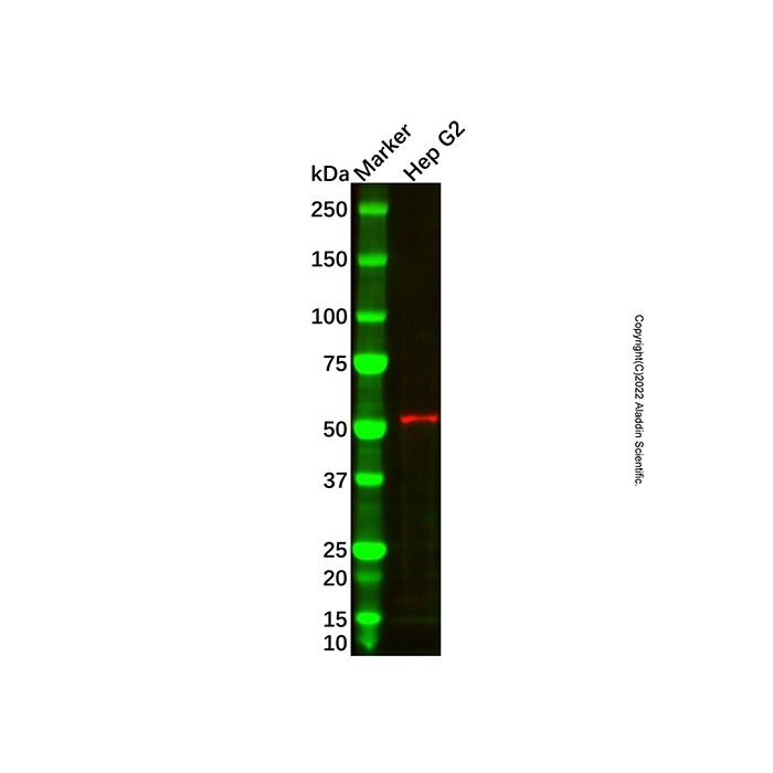 Recombinant CYP27A1 Antibody