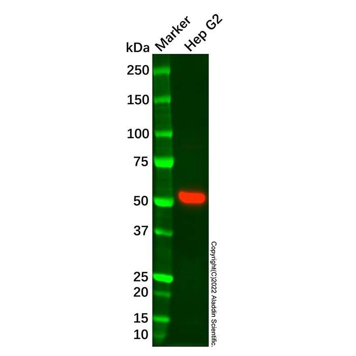 Recombinant CYP2C9 Antibody