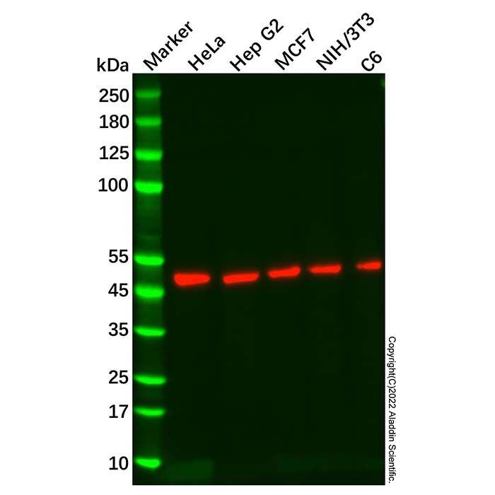 Cystathionase/CTH Antibody