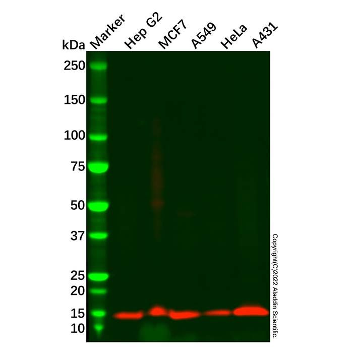 Cystatin-B Antibody