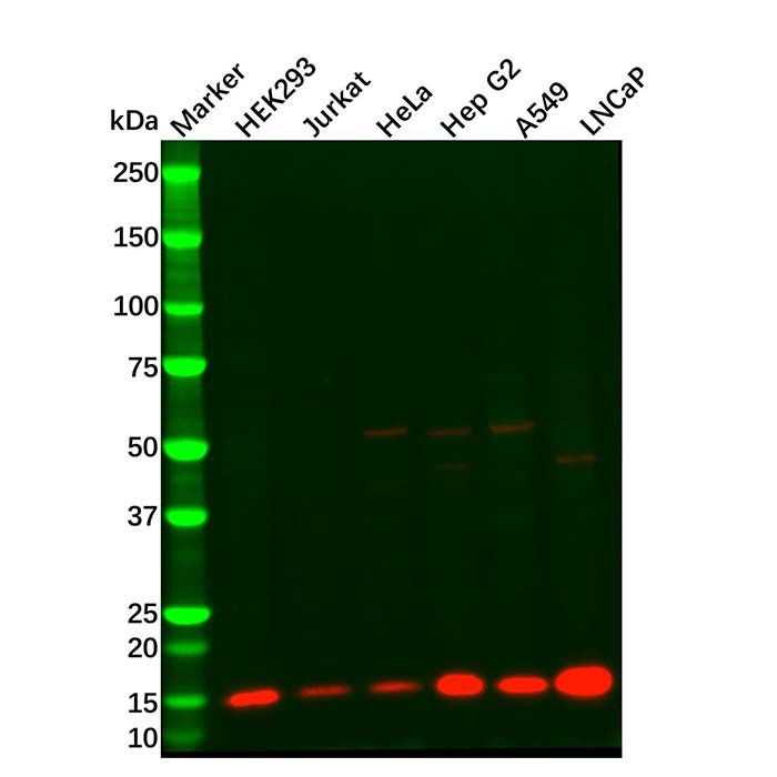 Cytochrome C Mouse mAb