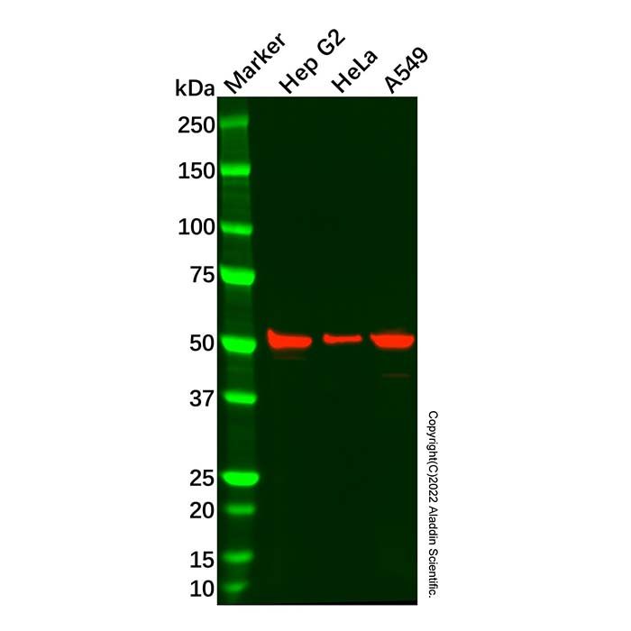 Recombinant Cytochrome P450 1A2 Antibody
