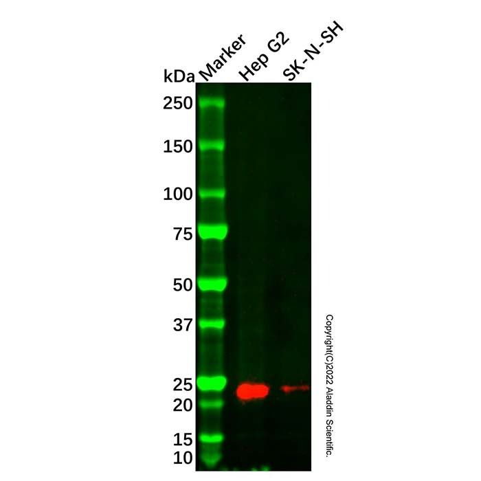 Cytoglobin Antibody