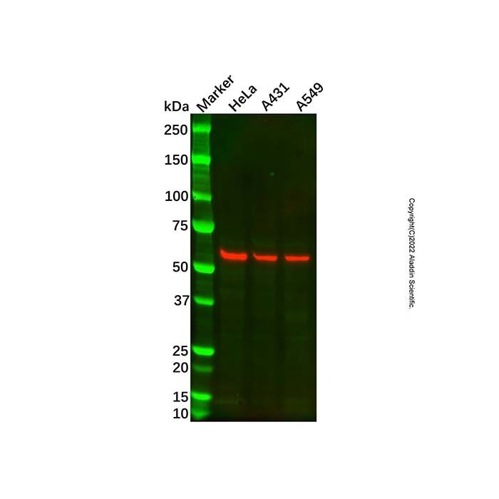 Recombinant Cytokeratin 10 Antibody