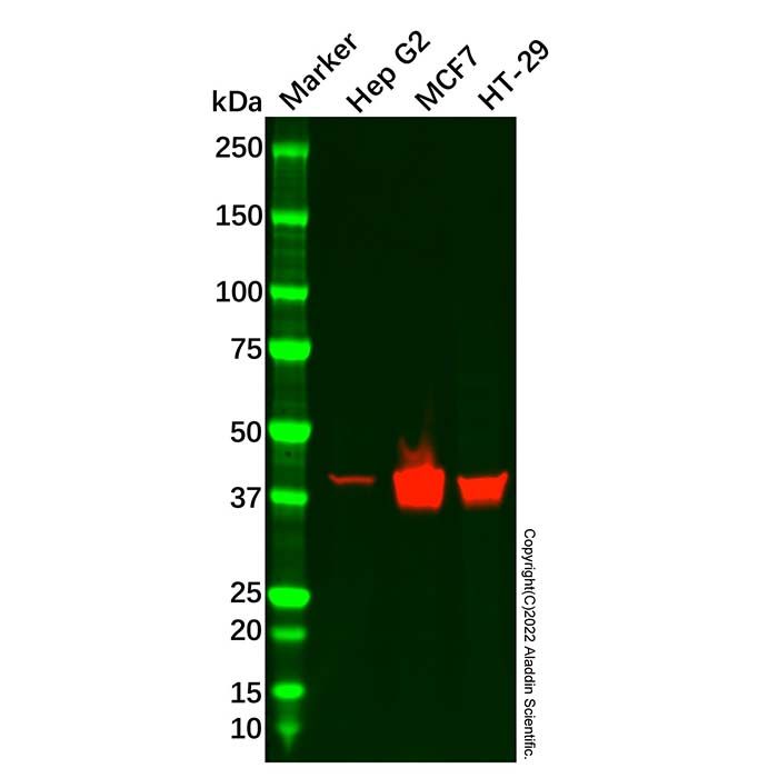 Cytokeratin 19 Mouse mAb