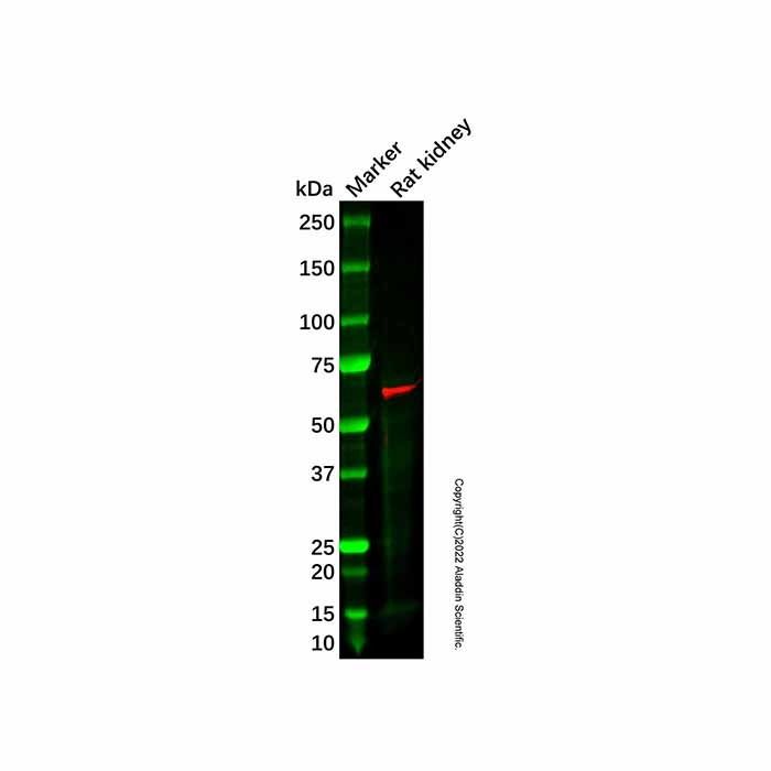 Recombinant Cytokeratin 9 Antibody