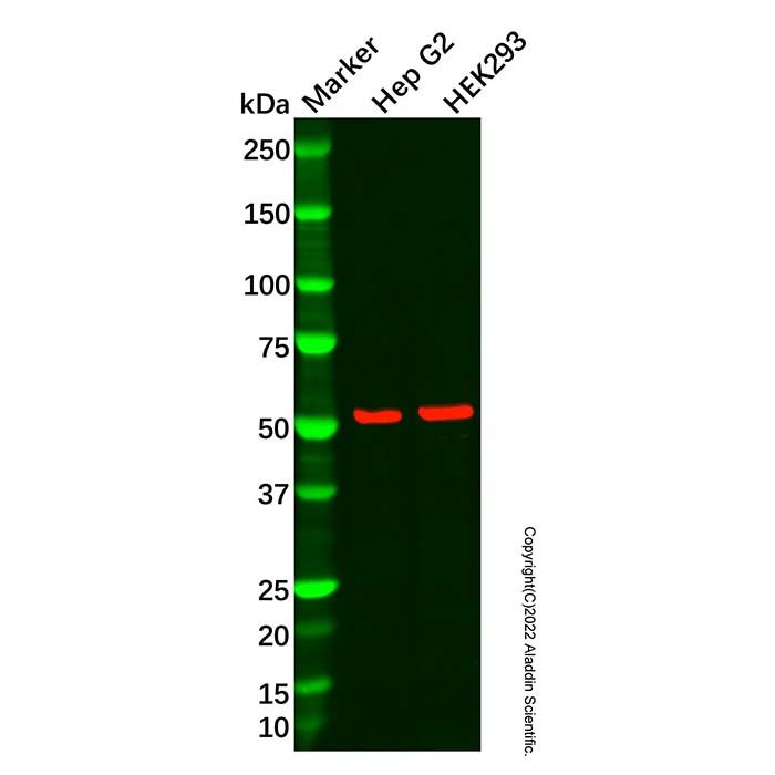 Dab1 Antibody