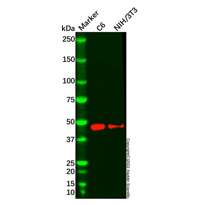 DAI Antibody