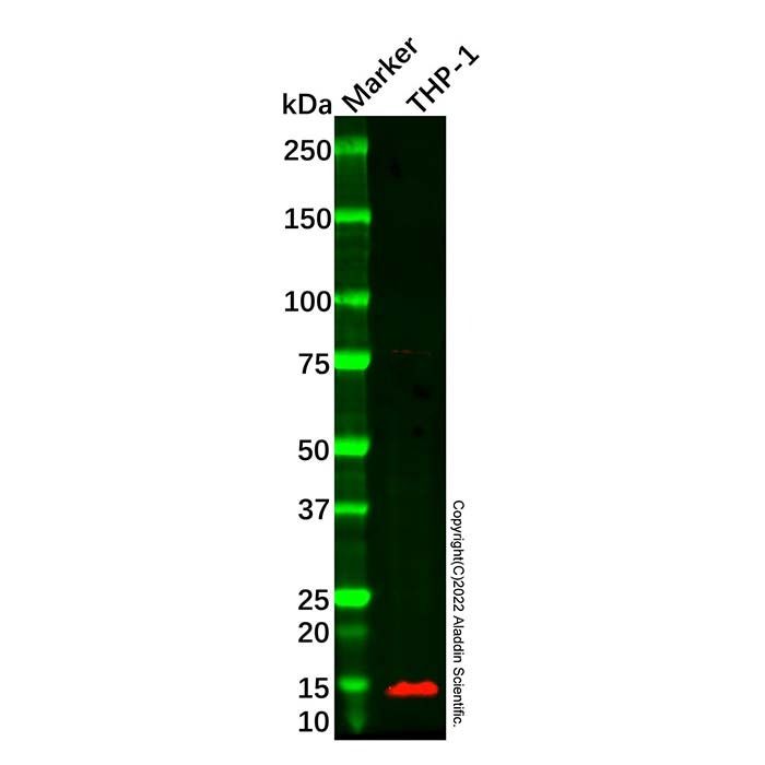 Recombinant DAP12 Antibody