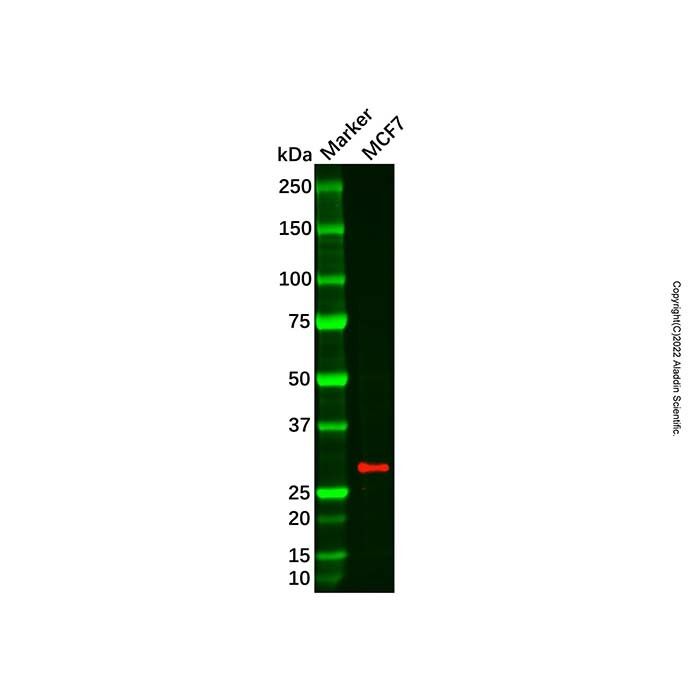 DCK Antibody
