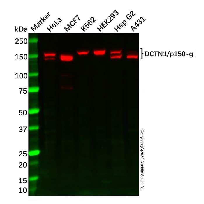 DCTN1/p150-glued Mouse mAb