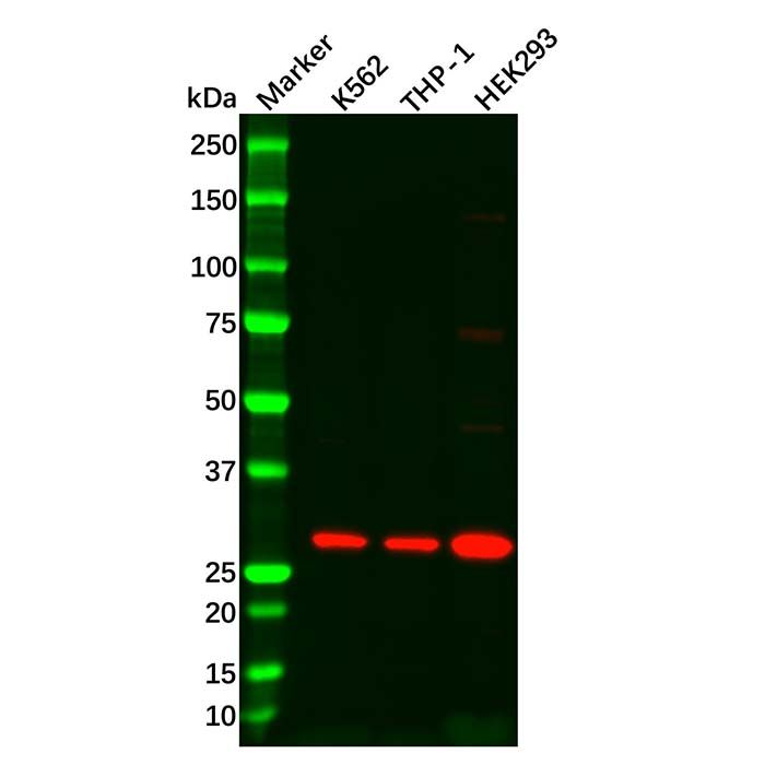 Recombinant DDIT3 Antibody