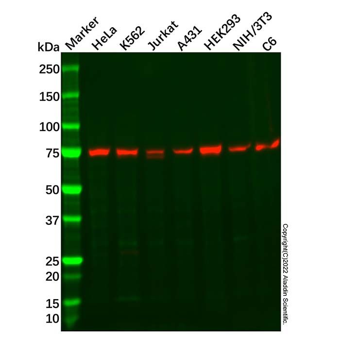 DDX3 Mouse mAb