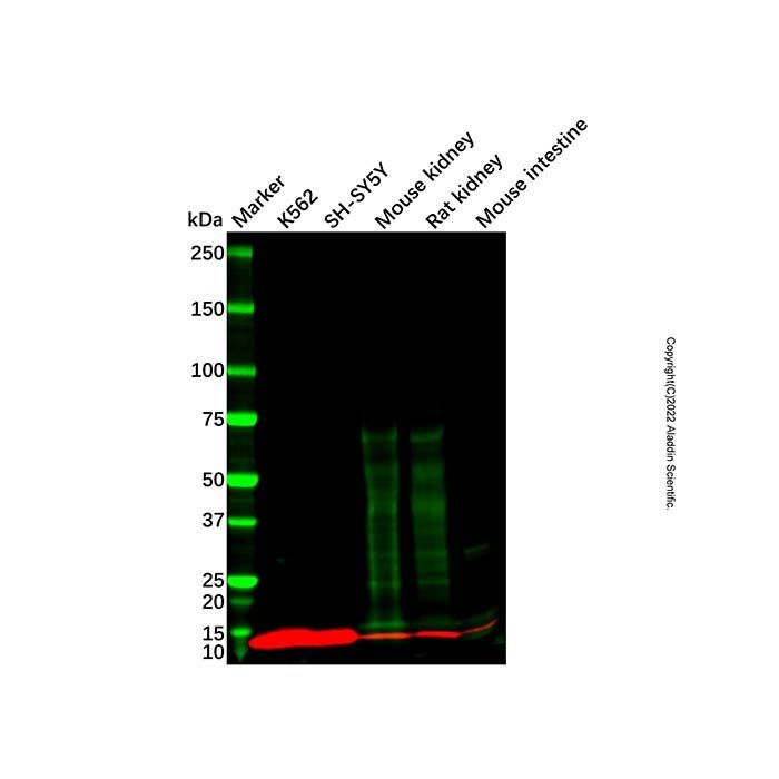 DEFA6 Antibody