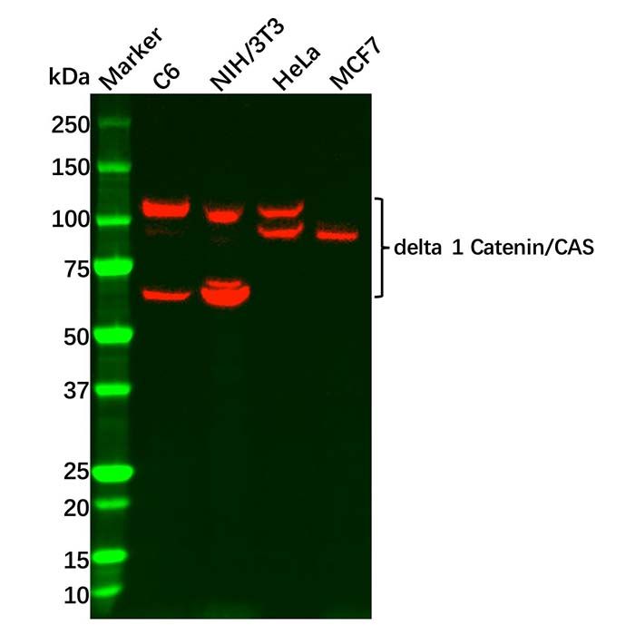 Recombinant delta 1 Catenin/CAS Antibody