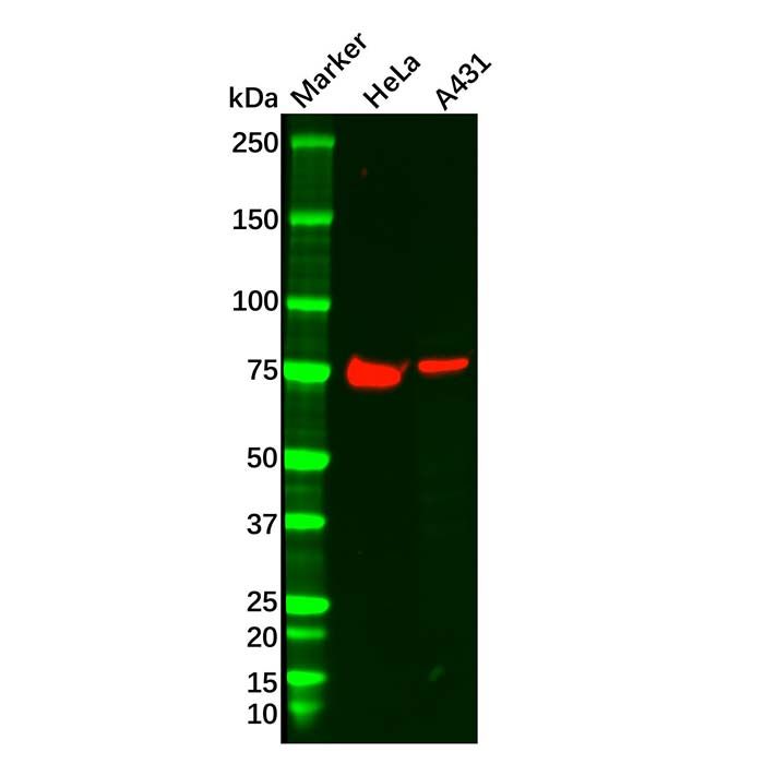 Dishevelled/Dvl1 Antibody