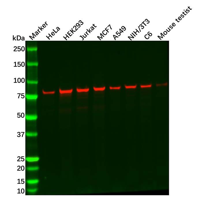 DNAJC2/ZRF1 Antibody