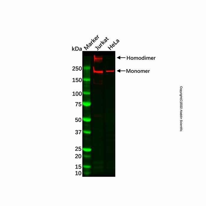 Recombinant Dnmt1 Antibody