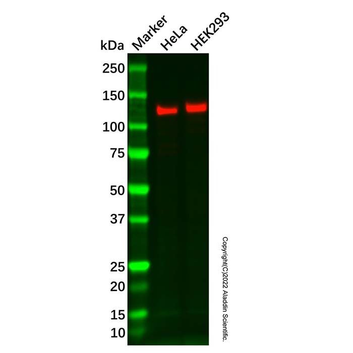 Recombinant Dnmt3a Antibody