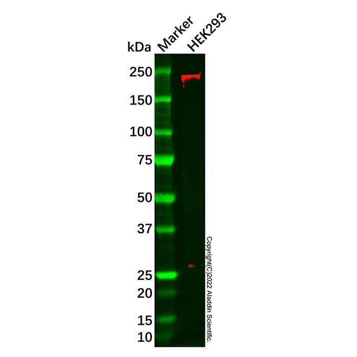DOCK180 Antibody