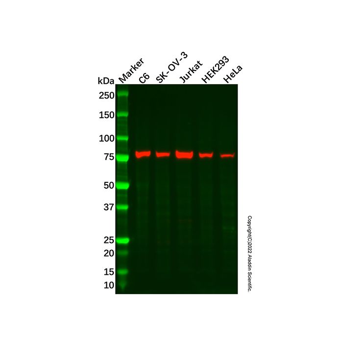 Recombinant DPP3 Antibody