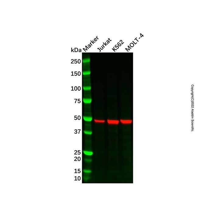 DRAK2 Antibody