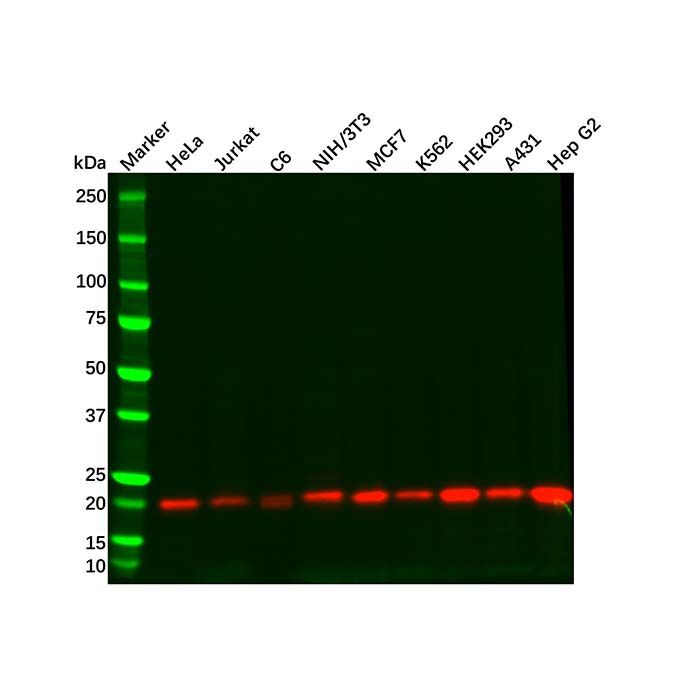 DUSP3 Antibody