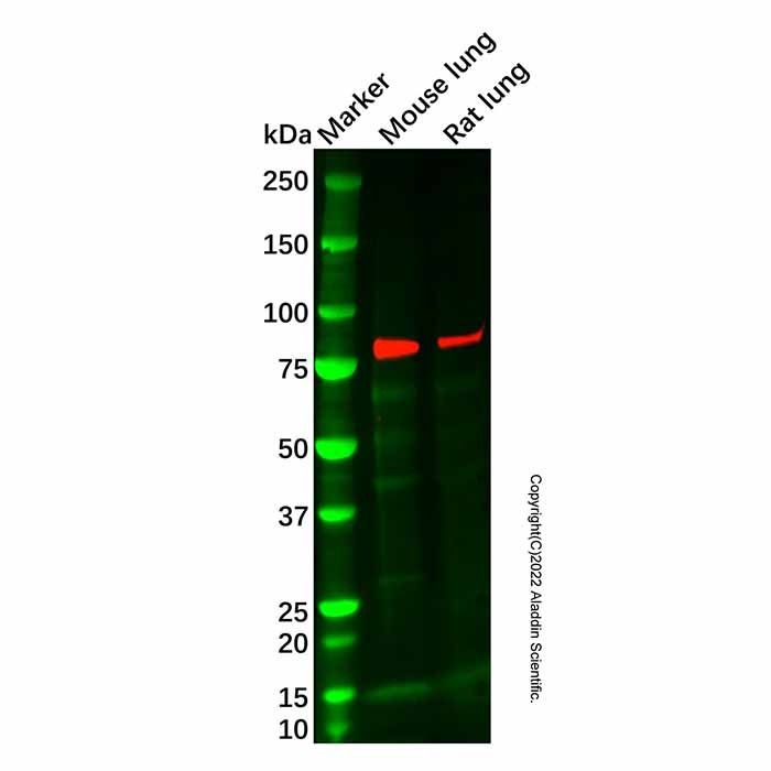Recombinant Dynein intermediate chain 1/DNAI1 Antibody