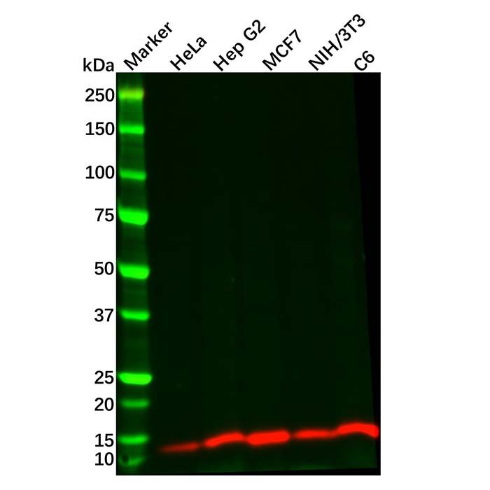 Recombinant DYNLL1/PIN Antibody