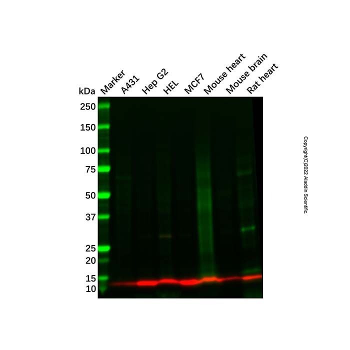 DYNLRB1 Antibody