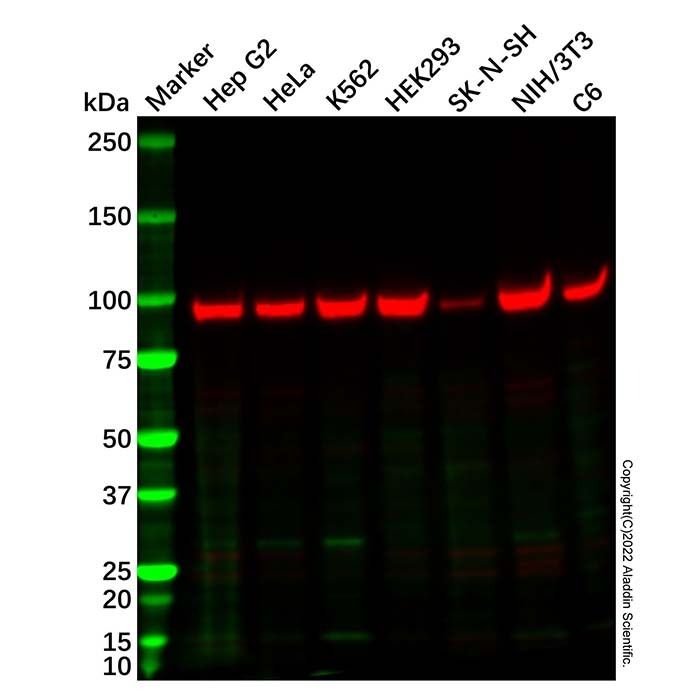 DYRK1A Antibody