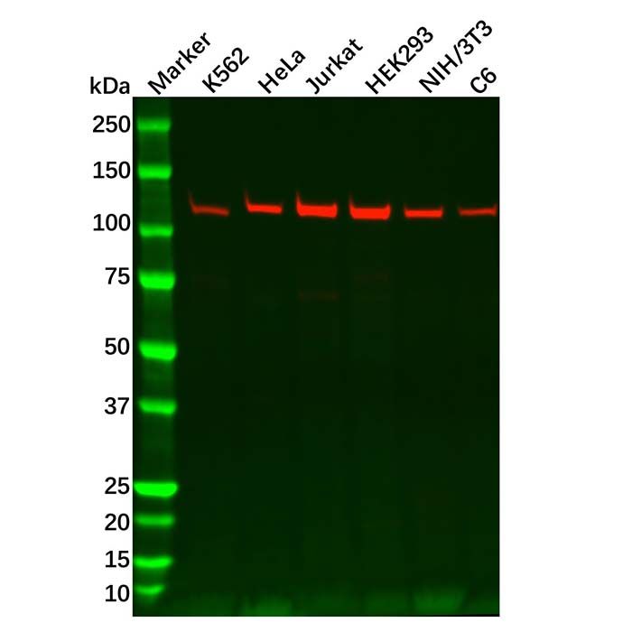 UBA1 Antibody