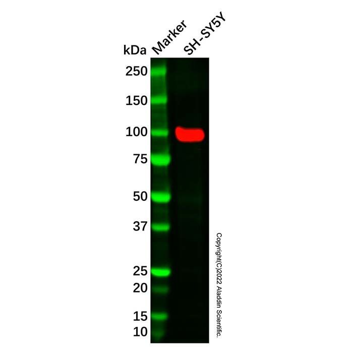 EAG1 Antibody