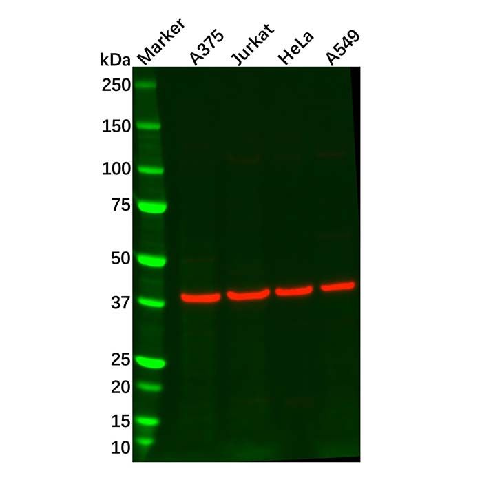 Recombinant EDG2/LPA-1 Antibody