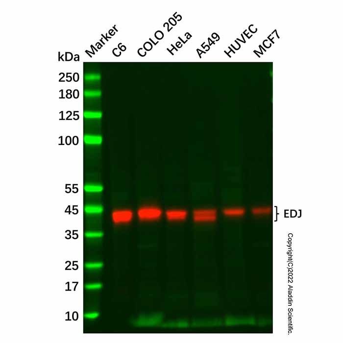 EDJ Antibody